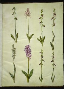 Ophrys apifera u Ophrys sphegodes (orquídea abeja o orquídea temprana); "Orchis simia" (orquídea mono); Ophrys apifera (orquídea abeja); Orchis (orquídea); Orchis militaris (orquídea militar); Ophrys insectifera (orquídea mosca común) de Hans Simon Holtzbecker