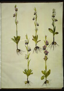 Ophrys fuciflora (abeja orquídea)