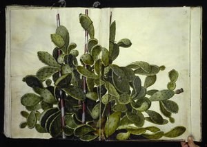 Opuntia ficus-indica, Opuntia humifusa o Opuntia monacantha (especie de cactus higo)