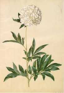 Paeonia lactiflora (peonía de seda)
