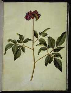 Paeonia mascula (peonía)