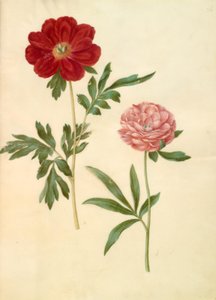 Paeonia officinalis (peonía) de Hans Simon Holtzbecker