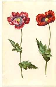 Papaver somniferum (amapola de opio) de Hans Simon Holtzbecker