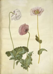 Papaver somniferum (amapola de opio) de Hans Simon Holtzbecker