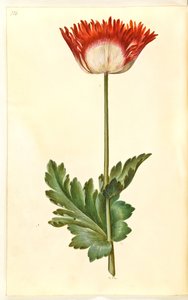 Papaver somniferum (amapola de opio) de Hans Simon Holtzbecker