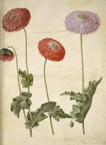 Papaver somniferum (amapola de opio)