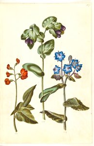 Phaseolus coccineus (judía escarlata); Cerinthe major (gran cerinta); Borago officinalis (borraja) de Hans Simon Holtzbecker