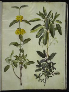 Phlomis fruticosa (cola de león común); Salvia officinalis (salvia común)