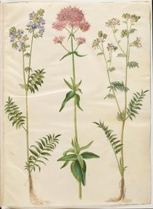 Polemonium caeruleum (jacobaea común); Centranthus ruber (valeriana roja)