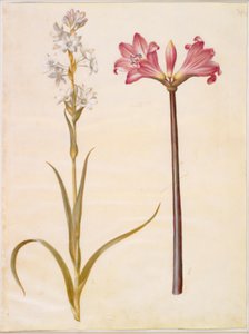 Polianthes tuberosa (tuberosa); Amaryllis belladonna (lirio belladona) de Hans Simon Holtzbecker