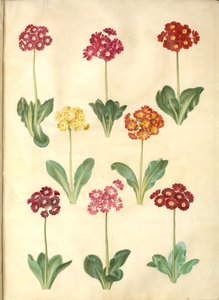 Primula ×pubescens (aurícula de jardín) de Hans Simon Holtzbecker
