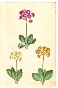 Primula ×pubescens (aurícula de jardín)