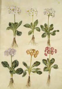Primula ×pubescens (aurícula de jardín) de Hans Simon Holtzbecker