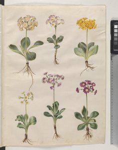 Primula ×pubescens Wulfen (aurícula de jardín) de Hans Simon Holtzbecker