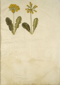 Primula veris (híbrido de prímula); Primula veris (prímula) de Hans Simon Holtzbecker
