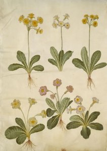 Primula veris (híbrido de prímula); Primula vulgaris (híbrido de prímula de flor grande) de Hans Simon Holtzbecker