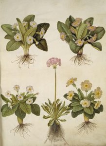 Primula vulgaris (híbrido de prímula de flor grande); Primula farinosa (prímula harinosa) de Hans Simon Holtzbecker