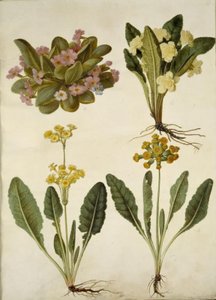 Primula vulgaris (primavera de carnaval); Primula vulgaris (híbrido de primavera de flor grande); Primula veris (híbrido de primavera de corona hueca) de Hans Simon Holtzbecker