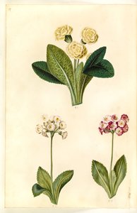 Primula vulgaris; Primula ×pubescens