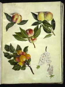 Prunus persica (melocotón); Prunus armeniaca (albaricoque común) de Hans Simon Holtzbecker
