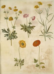 Ranunculus acris; Anemone nemorosa; Ranunculus illyricus; Ranunculus asiaticus de Hans Simon Holtzbecker