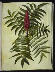 Rhus typhina (zumaque)