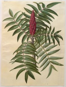 Rhus typhina de Hans Simon Holtzbecker