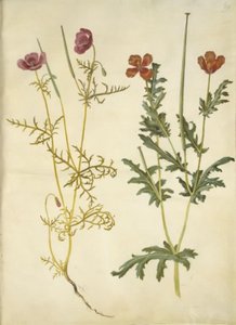 Roemeria hybrida (amapola de cuerno violeta); Glaucium corniculatum (cuerno rojo) de Hans Simon Holtzbecker