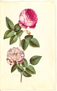 Rosa ×centifolia (rosa centifolia); Rosa gallica versicolor (