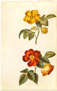 Rosa foetida (rosa amarilla); Rosa foetida (rosa turca) de Hans Simon Holtzbecker