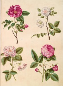 Rosa gallica (rosa de boticario); Rosa ×alba (rosa blanca); Rosa gallica (Rosa Mundi); Rosa ×centifolia (rosa centifolia) de Hans Simon Holtzbecker