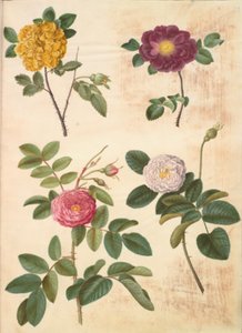 Rosa hemisphaerica; Rosa gallica; Rosa ×damascena de Hans Simon Holtzbecker