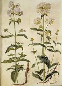 Saponaria officinalis (jabón común) de Hans Simon Holtzbecker