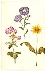 Saponaria officinalis (jabón de la Virgen); Convolvulus tricolor (campanilla tricolor); Helianthus (?) (girasol)