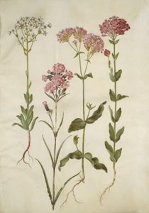 Saxifraga paniculata (rompepiedras); Silene viscaria (clavelina pegajosa); Silene armeria (clavelina de racimo) de Hans Simon Holtzbecker