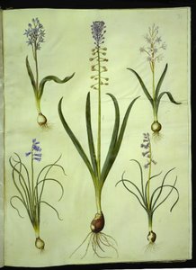 Scilla bifolia (jacinto de dos hojas); Muscari comosum (jacinto de penacho); Brimeura amethystina (jacinto pirenaico) de Hans Simon Holtzbecker