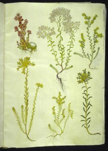 Sempervivum arachnoideum (siempreviva de telaraña); Sedum album (sedo blanco); Sedum acre (sedo mordiente); Sedum rupestre (sedo de roca); Sedum sexangulare (sedo de seis filas)