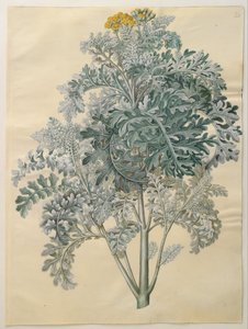 Senocio bicolor de Hans Simon Holtzbecker