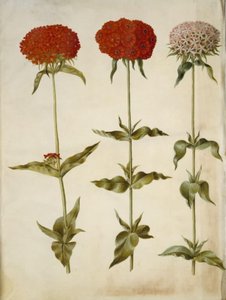 Silene chalcedonica (amor ardiente) de Hans Simon Holtzbecker