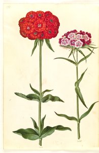 Silene chalcedonica (amor ardiente); Dianthus barbatus (clavel de poeta) de Hans Simon Holtzbecker