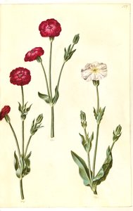Silene coronaria (krone-limurt) de Hans Simon Holtzbecker