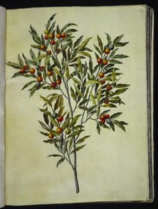Solanum pseudocapsicum (coral de Jerusalén) de Hans Simon Holtzbecker