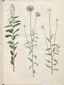 Spiraea salicifolia (spiraea de hojas de sauce); Catananche caerulea (flor de cascabel azul) de Hans Simon Holtzbecker