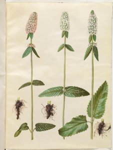 Stachys officinalis (betónica) de Hans Simon Holtzbecker