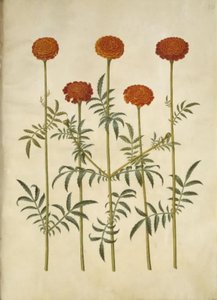 Tagetes patula
