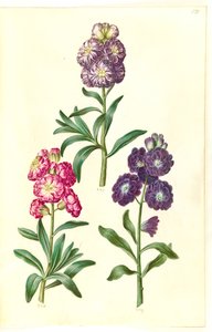 Portada. Guirnalda de flores