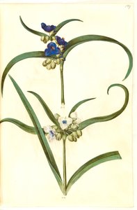 Tradescantia virginiana o Tradescantia ohiensis (?) (flor judía) de Hans Simon Holtzbecker
