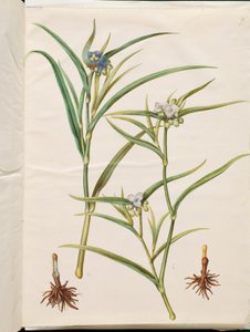 Tradescantia virginiana o Tradescantia ohiensis