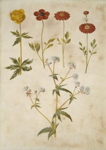 Trollius europaeus (botón de oro europeo); Ranunculus asiaticus (ranúnculo de jardín); Ranunculus aconitifolius (ranúnculo de botón de plata) de Hans Simon Holtzbecker