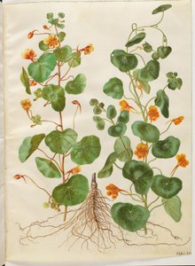 Tropaeolum minus (capuchina menor)
